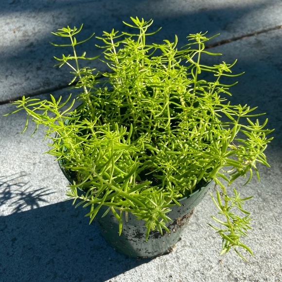 Other - 🌱Sedum Angelina Live Rooted Succulent Plant🌱